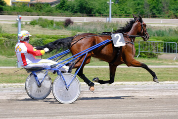 Racing horses trots and rider on a track of stadium. Competitions for trotting horse racing. Horses...