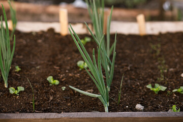Onions and greens growing in raised garden bed close up. Growing vegetables and salad in urban organic garden. Homestead lifestyle
