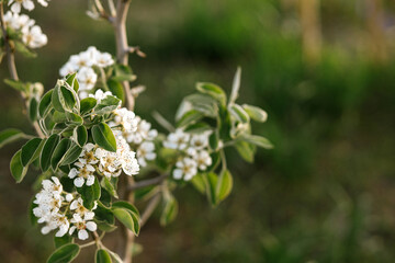 Blooming pear tree branch close up in spring garden. Homestead lifestyle. Pear white flowers in urban organic garden