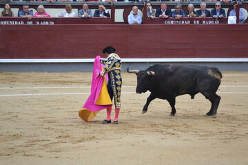 Matador with a bull and a hood in the bullring. Tauromaquia. Spanish traditions