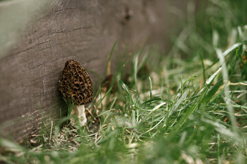 Obraz premium True morels. Morchella esculenta. Morchella mushrooms growing in garden close up. Fungi delicacy, delicious edible mushrooms