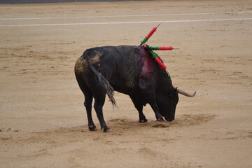 Bull with banderillas in the bullring. Spanish traditions
