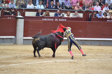 Matador with muleta, estoc and bull in the bullring. Spanish traditions.
