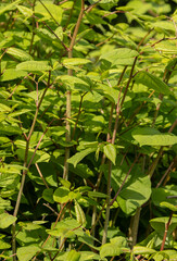 Japanese knotweed Reynoutria japonica  is an invasive non-native species of plant