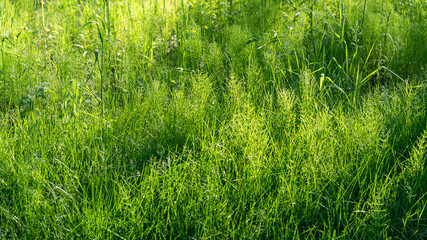 Lush, vibrant green grass in a meadow illuminated by morning light in spring or summer, outdoors, in a close up shot. A beautiful artistic representation of purity and natural freshness of nature.