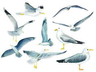 Set of watercolor flying in the sky and standing seagulls isolated on white background. Hand drawn illustration on the theme of sea fishing. Children's, marine, tourist. For design, prints, patterns