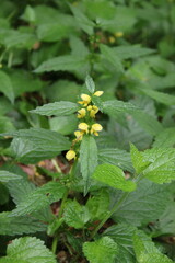 Gajowiec ż&oacute;łty (Lamiastrum galeobdolon)
