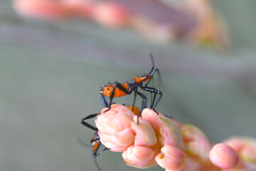 Orange leaffooted bug on red yucca plant. 