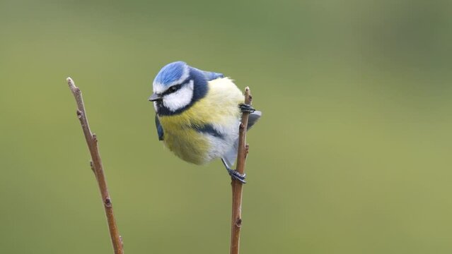 Wildlife - birds. Eurasian blue tit (Cyanistes) live in all kinds of woodlands, forests, parks, gardens and bushes. They feed on plant seeds and insects.