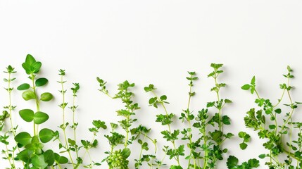 Fresh Green Herbs A Burst of Organic Flavor on a Clean Canvas