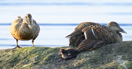 An eider duck falling out of moms care