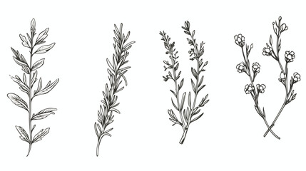 Rosemary branches with leaves and flowers set sketc