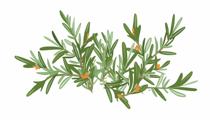 Rosemary natural herb and cooking spice cosmetic ar