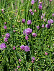chives blossom in the garden