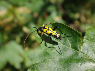 Black-and-yellow longhorn beetle (Rutpela maculata), also known as spotted longhorn, perching on an...