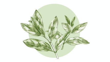 Sage herb round design composition in hand drawn sk