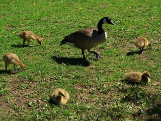 カナダガンの親子