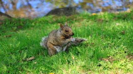 カナダの公園にいるリス