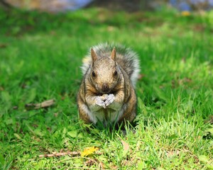 カナダの公園にいるリス