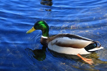 水辺にくつろぐカモ