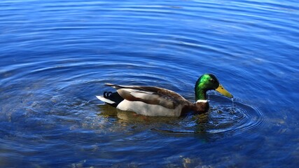 水辺にくつろぐカモ