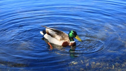 水辺にくつろぐカモ