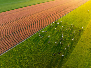 An aerial view of the cows. Field with tulips. Agriculture and animal husbandry. Animals on pasture...