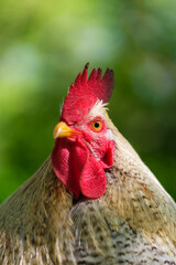 Portrait of a rooster. Brightly colored crest on the head of a rooster. Blurred background. Animal...