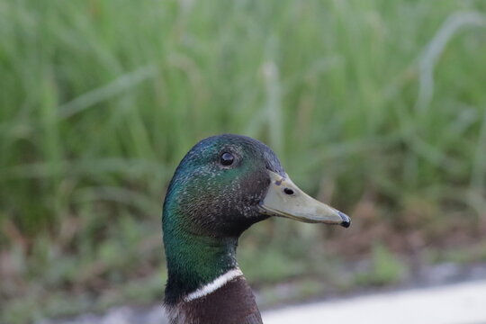 duck on the grass
