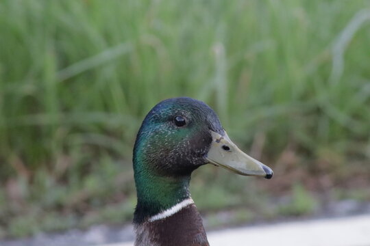 mallard portrait