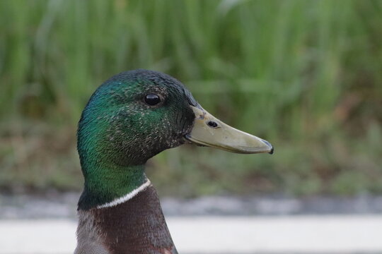 mallard duck