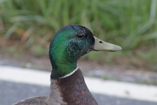 mallard duck
