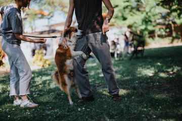 A playful dog stands on its hind legs, interacting joyfully with its owners in a sunny, vibrant...