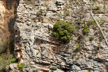 A closeup of a bedrock formation with brown wood trunks and terrestrial plants growing as groundcover, creating a pattern of grass on the rock. Texture. Background.