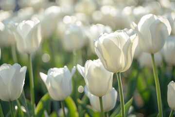 white tulips in the garden