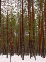 Fototapeta premium High tree trunks in the forest with snow. High quality photo