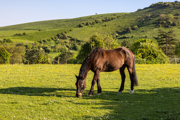 A brown horse grazing in a field in rural Sussex, on a sunny spring day