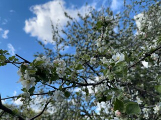 A blossoming tree against a blue sky with clouds