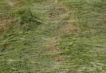 Freshly cut green hay