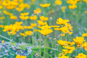 Field of yellow flower Coreopsis lanceolata, Lanceleaf Tickseed or Maiden's eye blooming in summer. Nature, plant, floral background. Garden, lawn of lance leaved Coreopsis in bloom