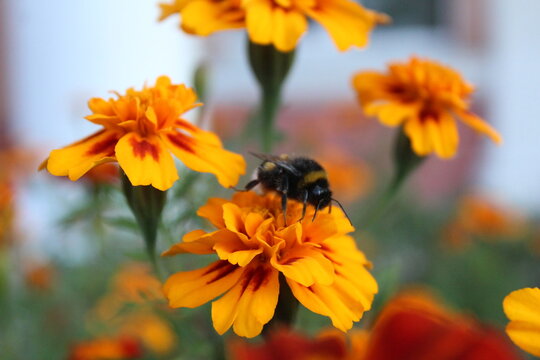 Bumblebee bee on marigold flower close-up. Insect pollination of flowers - Powered by Adobe