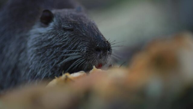 Close-up of nutria eating in its natural habitat. Nutria feeding, showing its thick fur and whiskers. Wild nature intimacy concept