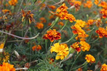 Yellow and orange brown marigold flowers in the middle ground. Landscaping with flowers. Field of Flowers