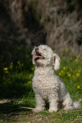 Happy og sunbathing