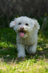 Happy white poodle