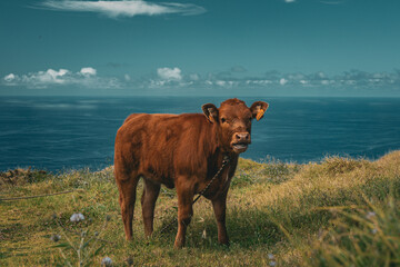 Baby cow in the field