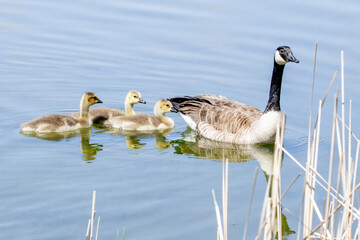 Canada Goose and Goslings