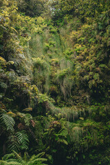 fern in the forest