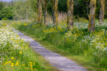 Typical Dutch polder land in spring, Gravel path with green grass under tree trunks, Golden yellow...