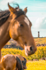 Wild horse in front of Moai statues on Easter Island or Rapa Nui in May